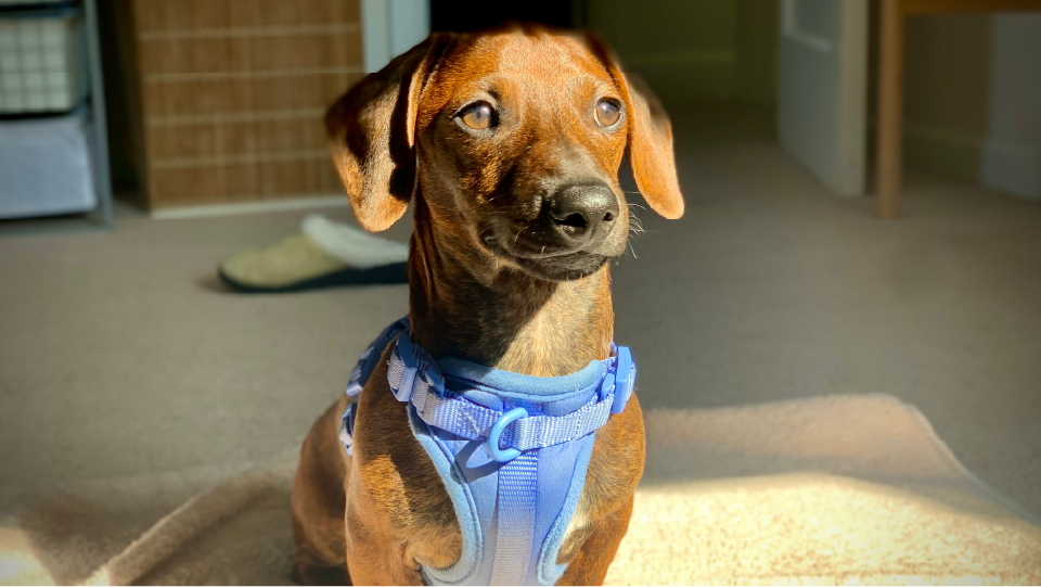 A picture of my Dachshund