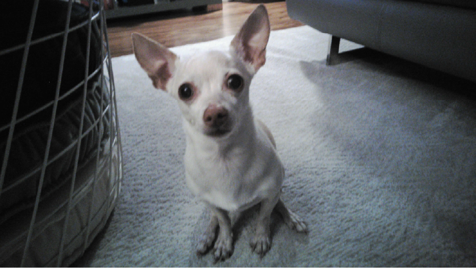A picture of my Chihuahua
